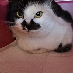 猫　探しています
