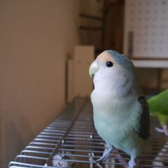 コザクラインコを探しています