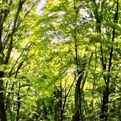 山のお手入れ致します