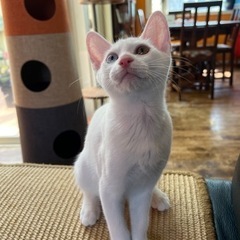 綺麗なオッドアイ白猫生後3ヶ月