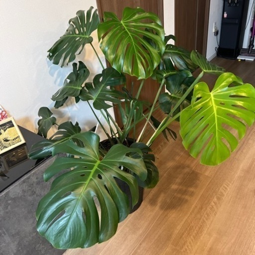 【観葉植物】モンステラ2根