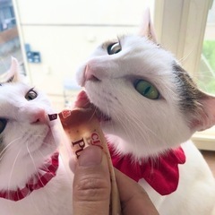 1日都内譲渡会お見合い可❤️おっとり甘えん坊なママ猫せりちゃん