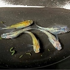 改良めだか　夜桜　5匹　+ α   の画像