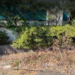 庭木　植木　ツゲ　３０本以上