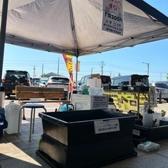 会社のイベント、地元のお祭りに金魚、メダカ、スーパーボールすくい