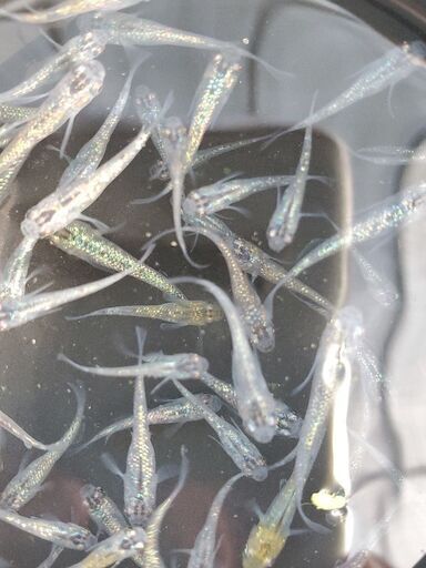 オベリスク　若魚５匹　無線別　メダカ　めだか