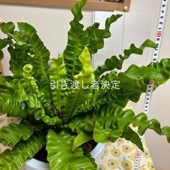 FREE 健康なアスプレニウム