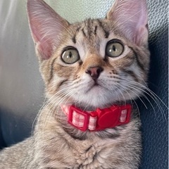 沖縄から来たキジトラ5兄妹🏝️