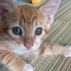 茶トラ 子猫