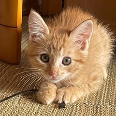 茶トラの子猫