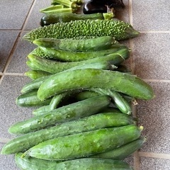 採れたて！新鮮！野菜！