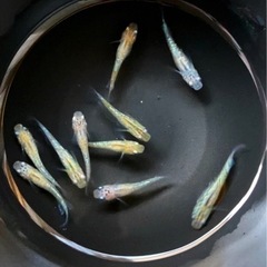 改良めだか　夜桜　幼魚　　10匹
