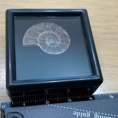 アンモナイト化石　断面の画像