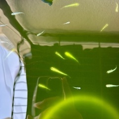鯖の極みメダカ