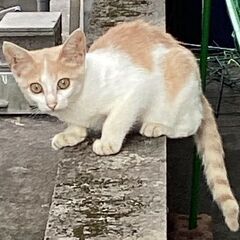 母猫とはぐれちゃったノラ子猫