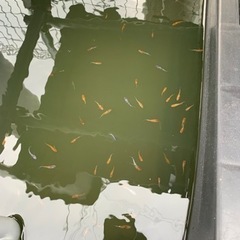 めだか100匹以上　ビオトープなどに