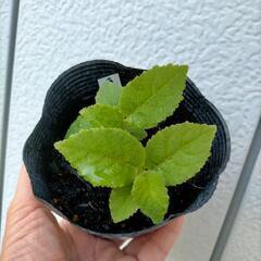 キウイ実生苗 《物々交換希望》