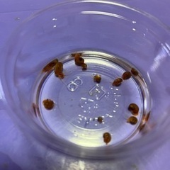 @レッドラムズホーンの画像