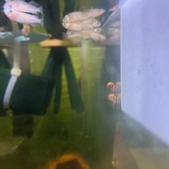 @レッドラムズホーンの画像