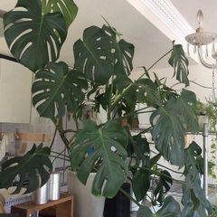 モンステラ 陶器の鉢付き 高さ約140cm