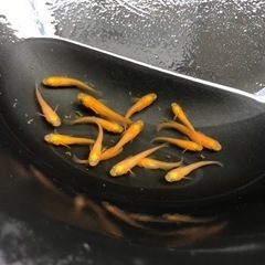 メダカ　紅帝①