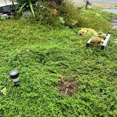 クリーピングタイム、ワイヤープランツ、ローズマリー、ナデシコ等