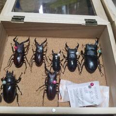 昆虫　標本　クワガタ