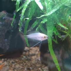 ゴールデンハニードワーフグラミー幼魚