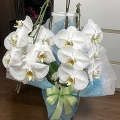 胡蝶蘭　生花　