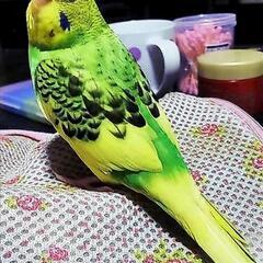 迷子　セキセイインコが行方不明です