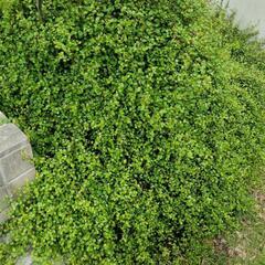 8/10まで　ワイヤープランツ