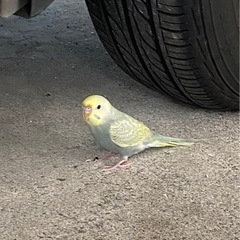 迷子インコ　保護しています