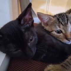 里親募集です