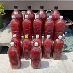 ～PSB販売～　メダカ・めだか・金魚・ミジンコの画像