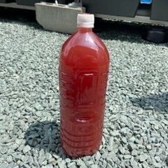 ～PSB販売～　メダカ・めだか・金魚・ミジンコの画像