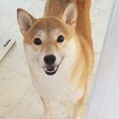 柴犬ハナ♀5才　里親募集