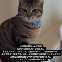 迷子猫さがしています。