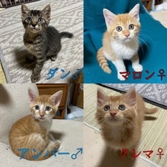 （引き続き募集中）2ヶ月の子猫