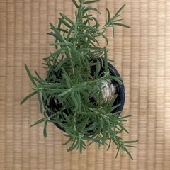ローズマリー１の画像