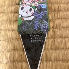 ローズマリー１の画像