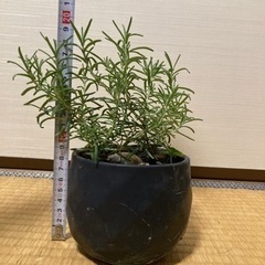 ローズマリー１の画像
