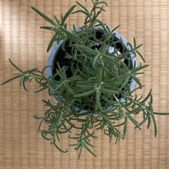 ローズマリー２の画像