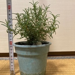 ローズマリー２の画像