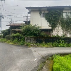 ツタの撤去