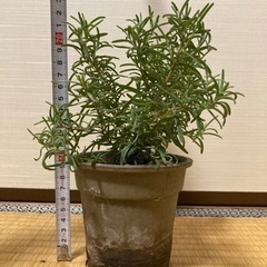 ローズマリー３の画像