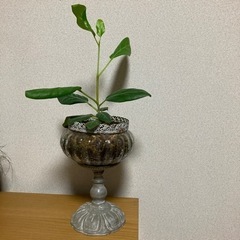 値下げ！おしゃれなガラス容器付き観葉植物