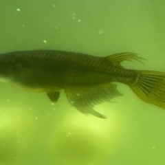 メダカ　黒蜂風雅ヒレ長　受精卵20個