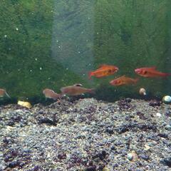 熱帯魚の画像
