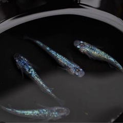 オベリスクの卵　２０個プラスアルファ