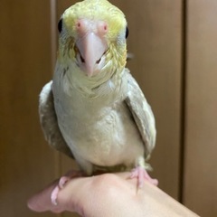 オカメインコ　ノーマル　ベタ慣れ　決まりました。
